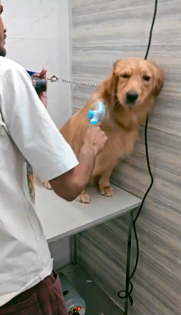 PetSphere (Pet Clinic, pet grooming & pet shop) photo