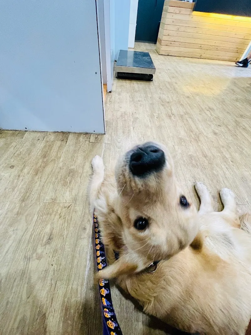 PetZone Mahalaxmi Veterinary Clinic photo