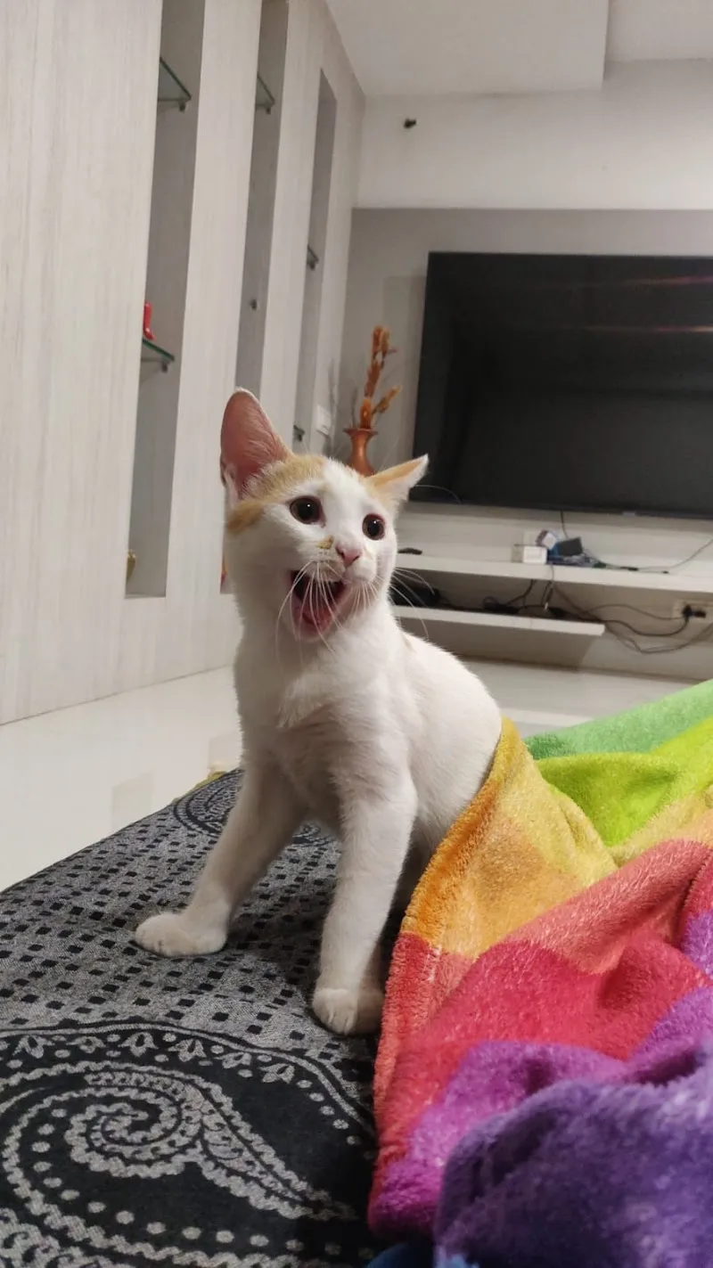 PetZone Powai Veterinary Clinic photo
