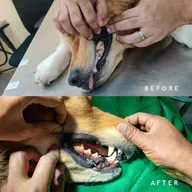 PfA Pet Care & Clinic photo