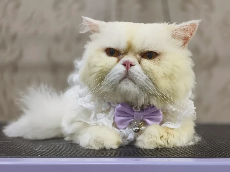 Premium Pets Clinic & Pets Grooming Salon Manpada Road photo