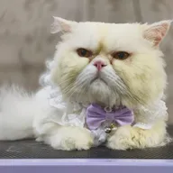 Premium Pets Clinic & Pets Grooming Salon Manpada Road photo