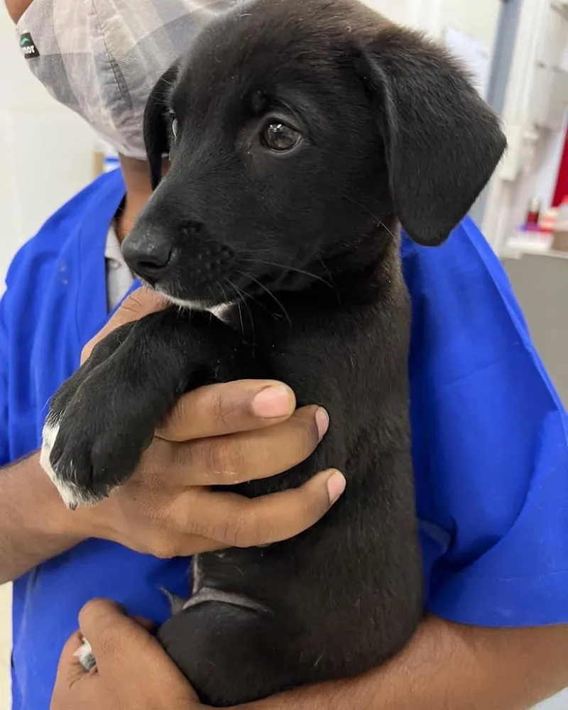 Purple Paws Pet Clinic, Dr. Aditi Chitnis photo