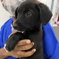 Purple Paws Pet Clinic, Dr. Aditi Chitnis photo