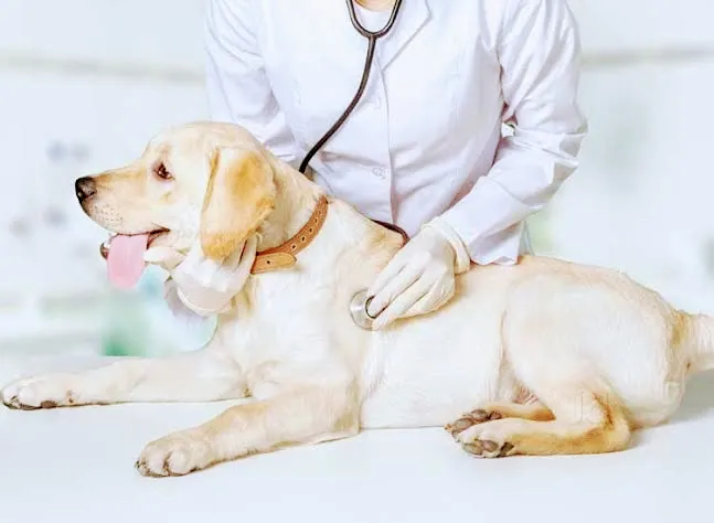 R K Pet Clinic photo