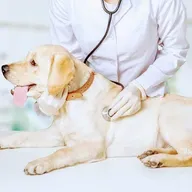 R K Pet Clinic photo