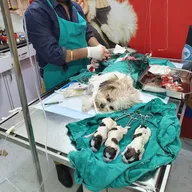 Radha Pet Care & Surgery Center photo