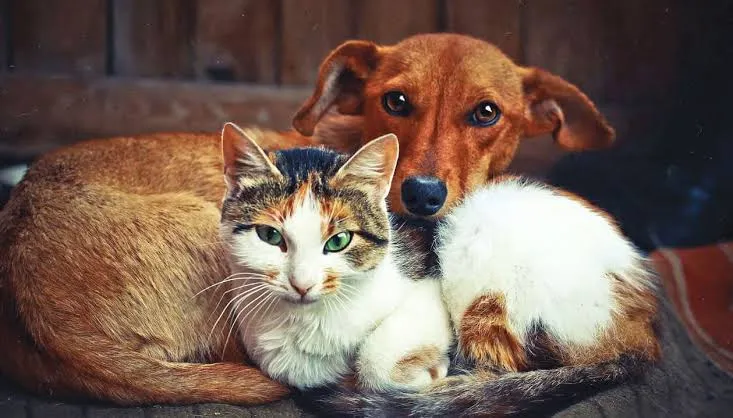 Rays Pet Clinic photo