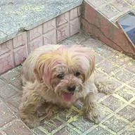 RD Pet Clinic photo