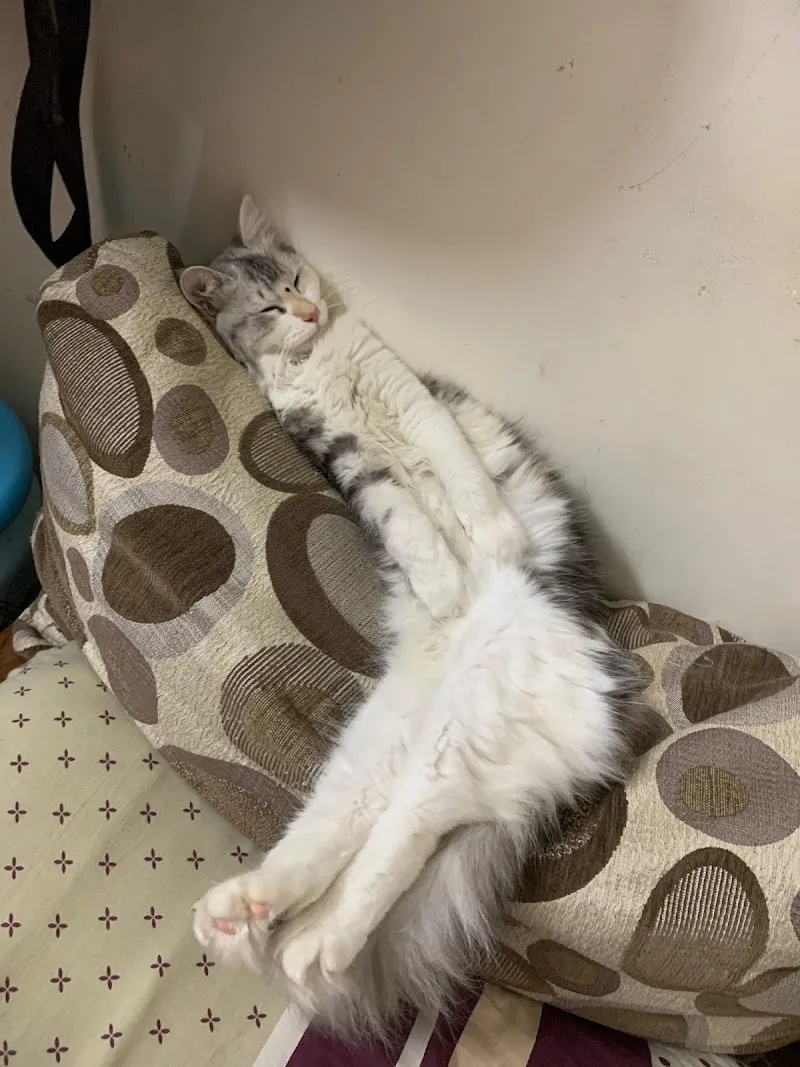 Risho’s Bow Bow and Meow – Pet Clinic & Grooming photo