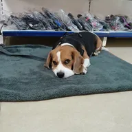 RS PET CLINIC photo