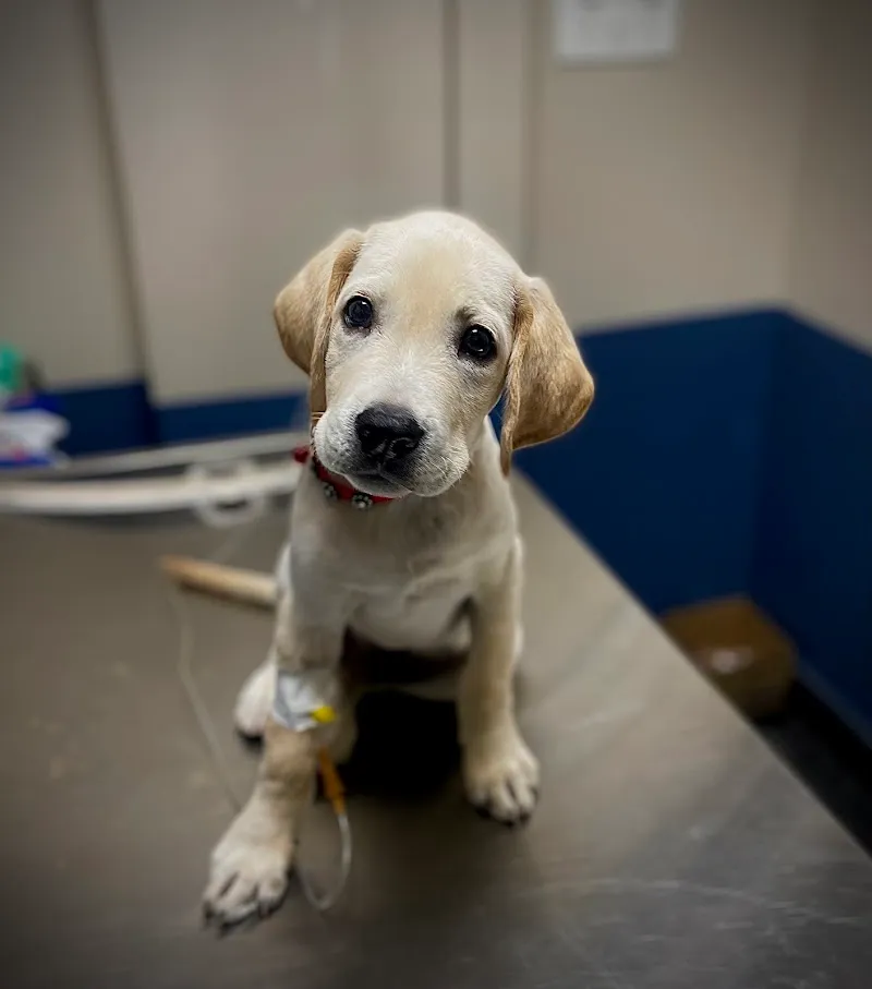 RS Veterinary Clinic | Best Pet Clinic in Banashankari photo
