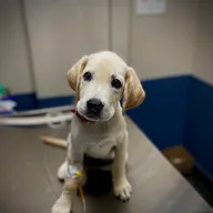 RS Veterinary Clinic | Best Pet Clinic in Banashankari photo