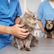 Saket Pet Clinic photo
