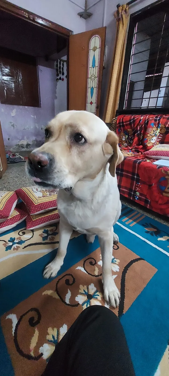 Sarvadnya Pet Care Unit photo