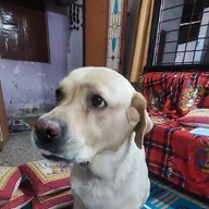 Sarvadnya Pet Care Unit photo