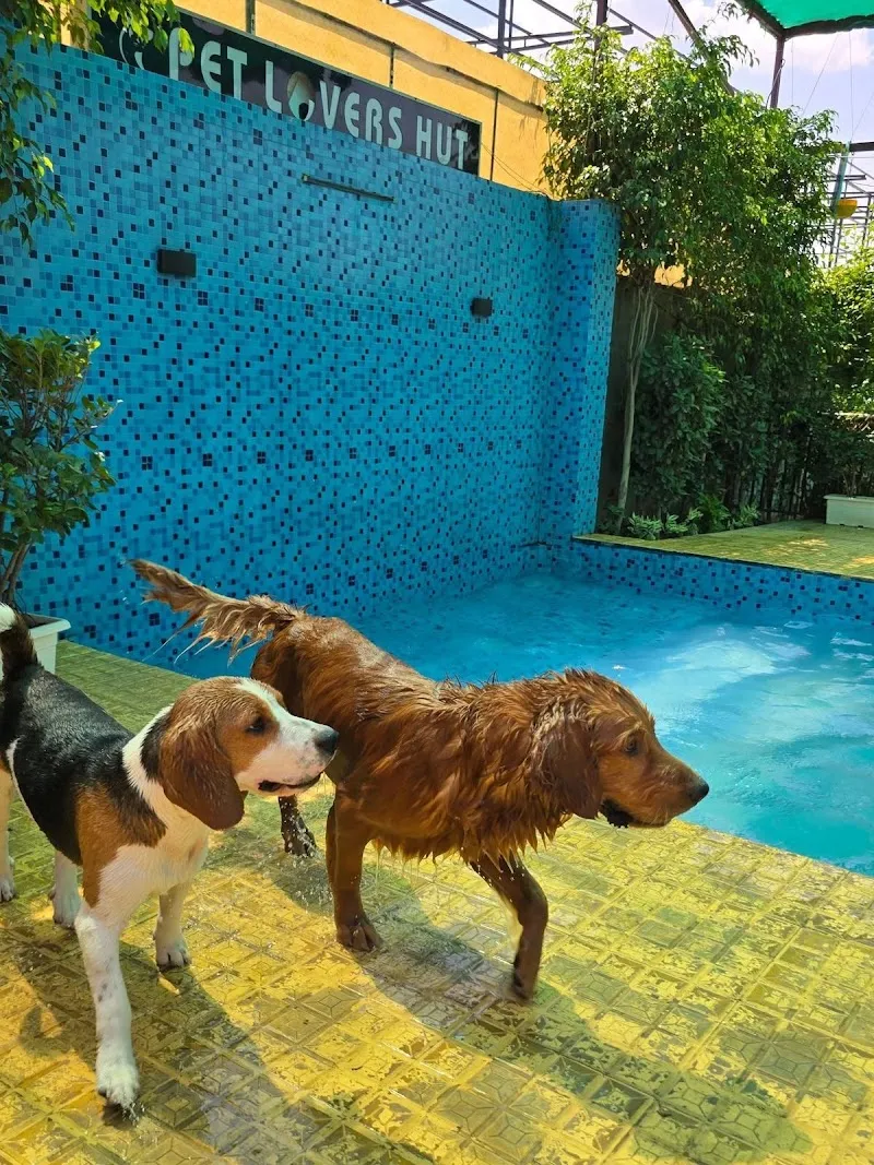 Satcura Pet Service photo