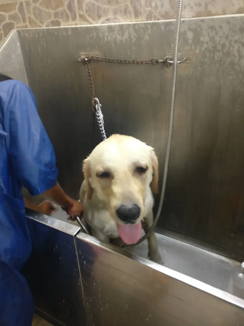 Scoopy Scrub & Pet Bytes photo
