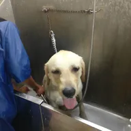 Scoopy Scrub & Pet Bytes photo