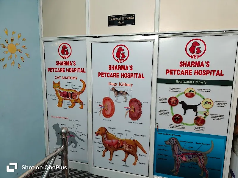 Sharma’s petcare hospital, Bajaj nagar /near by best pet/dog hospital in Jaipur/Home vist facilities hospital/grooming center photo