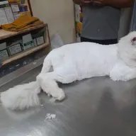SHIVANSH PET CARE CLINIC photo