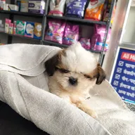 Shri Shyam Pet clinic photo