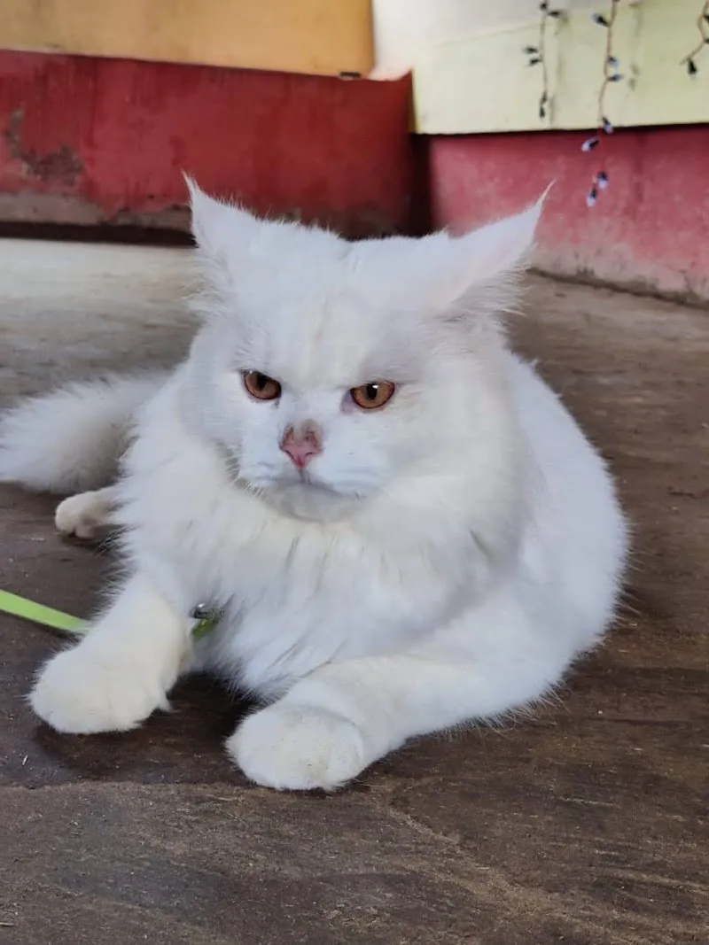 Shriyash Pet Care Centre photo