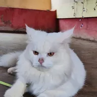 Shriyash Pet Care Centre photo