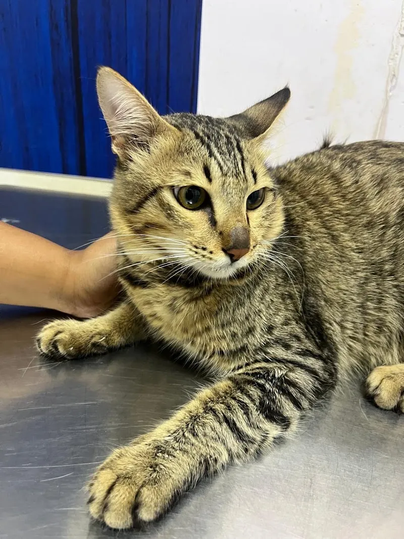 Shwana Pet Clinic photo