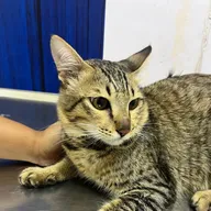 Shwana Pet Clinic photo