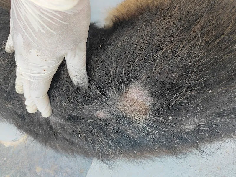 Siddhi Vinayak Pet Vet Clinic photo