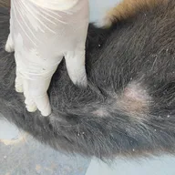 Siddhi Vinayak Pet Vet Clinic photo
