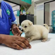 SKS veterinary hospital photo