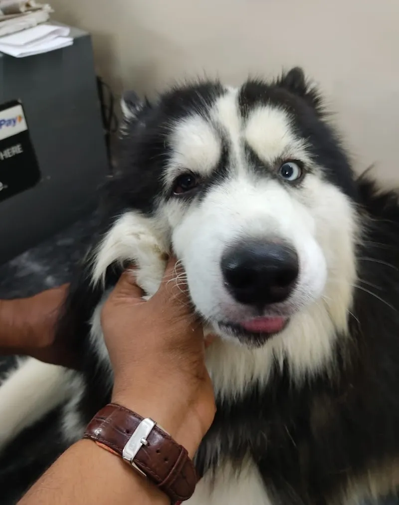 SMARTVET PET CLINIC & SURGICAL CENTRE photo
