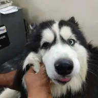 SMARTVET PET CLINIC & SURGICAL CENTRE photo