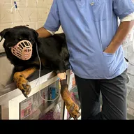 Sniffy Nose Pet Clinic photo