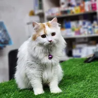 Snoopy’s Pet clinic, store and spa photo