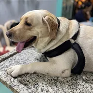 Star Pet Clinic & Surgical Center photo