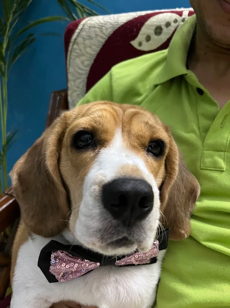 STAR VET MULTISPECIALITY PET HEALTHCARE photo