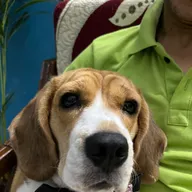 STAR VET MULTISPECIALITY PET HEALTHCARE photo