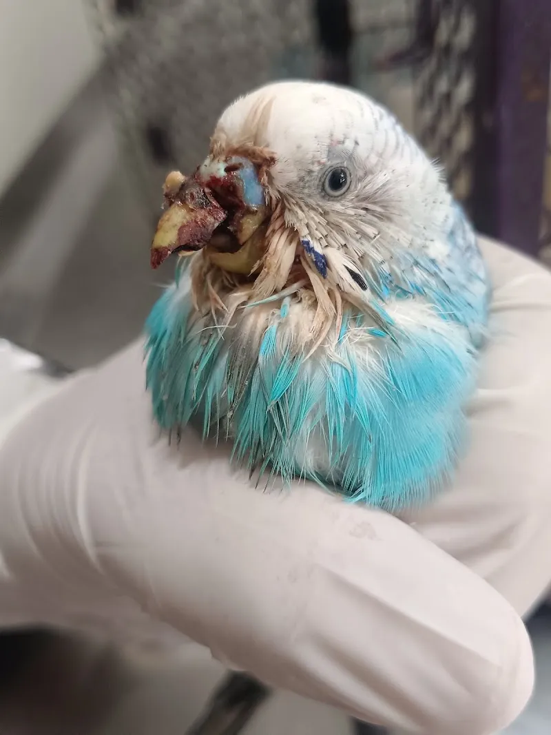 Stars Vet Pet & Bird Hospital photo