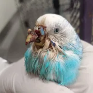 Stars Vet Pet & Bird Hospital photo