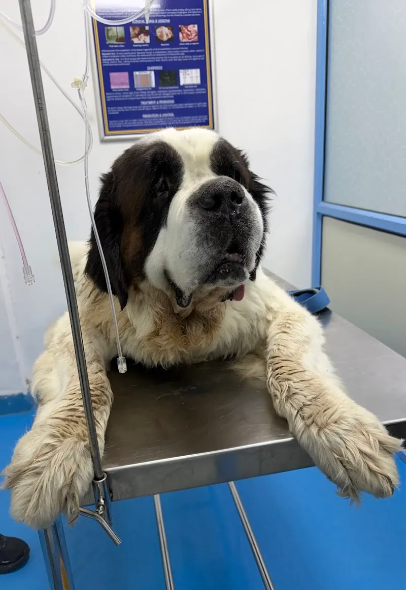 Taurus Pet Clinic photo