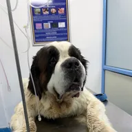 Taurus Pet Clinic photo