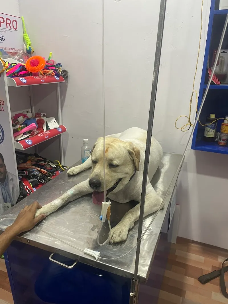 The City Vet Clinic photo