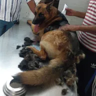 THE FAMILY PET CLINIC photo