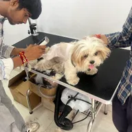 The Fur Life Pet Care photo