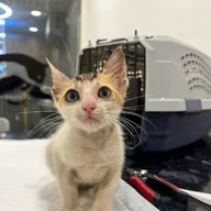 THE PETS UNLIMITED photo