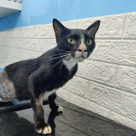 Top Vets Veterinary Speciality Clinic photo