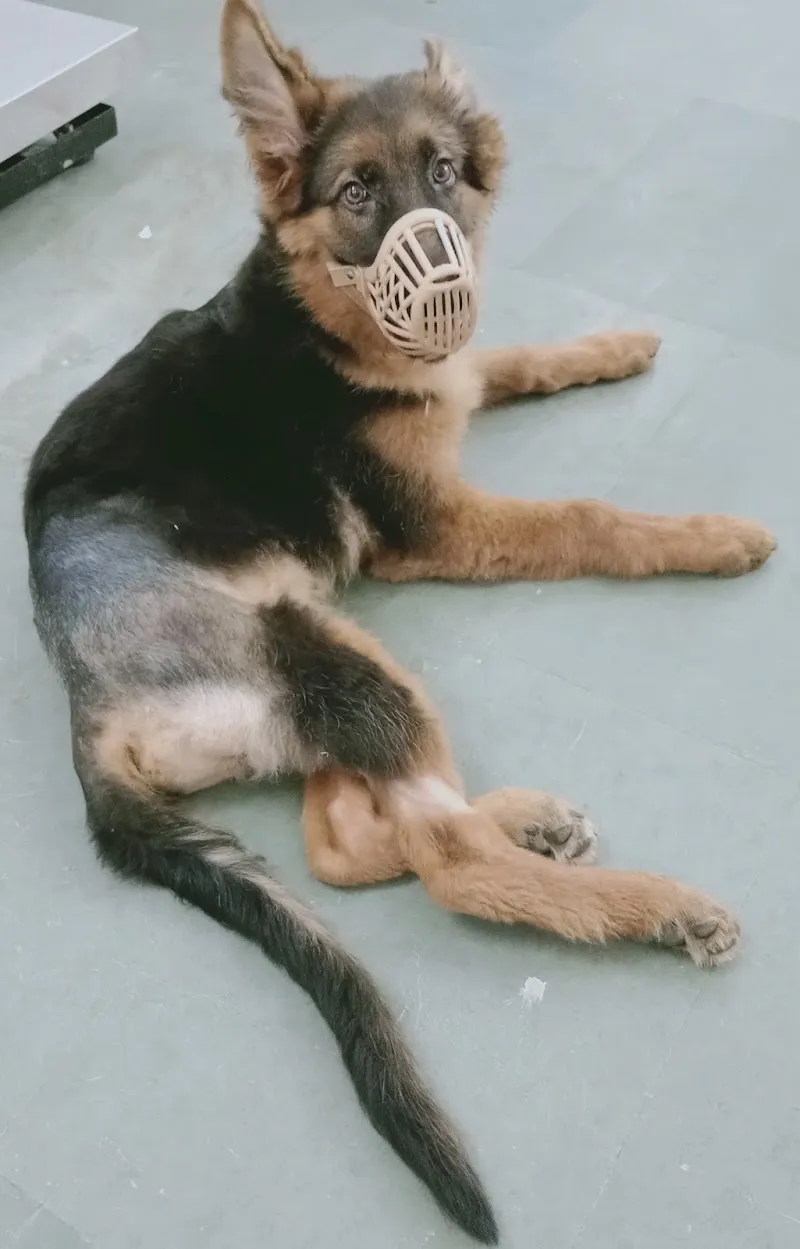 Total Pet Care Veterinary Clinic & Surgery Center photo